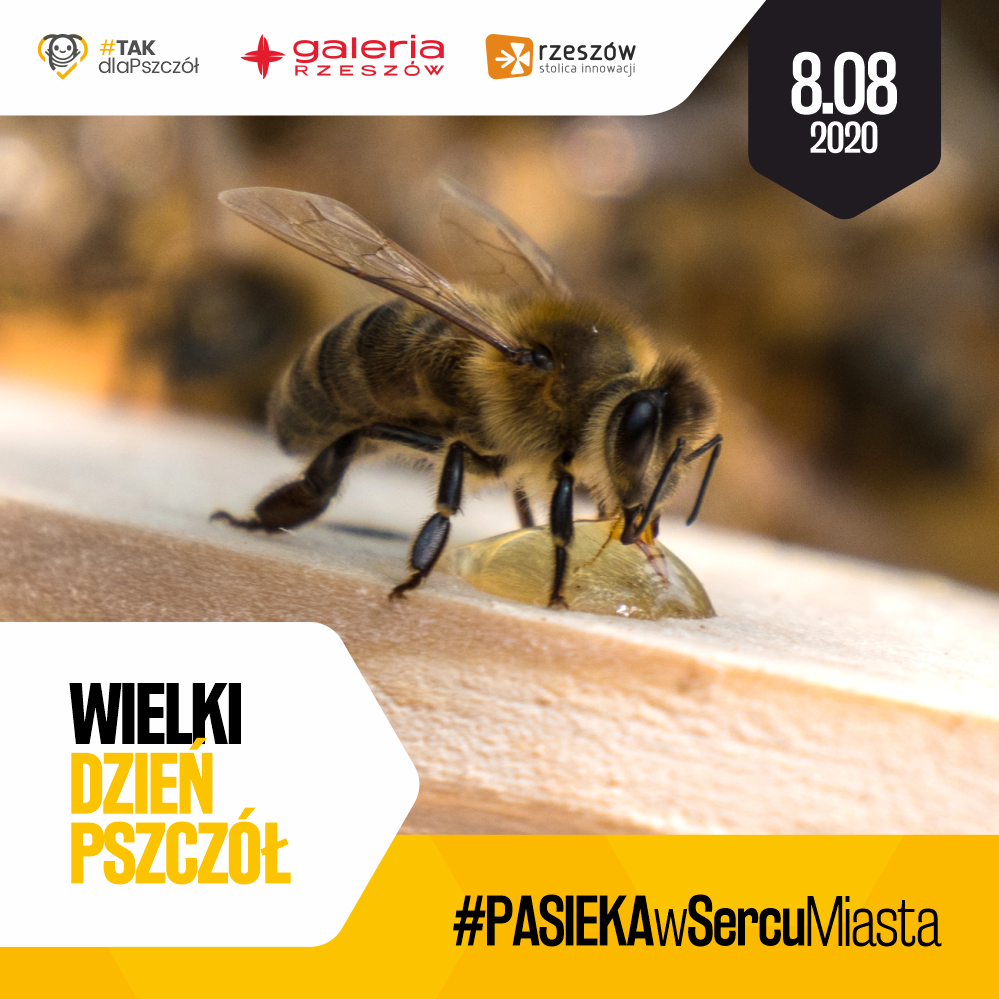 8 sierpnia Dzień Pszczół